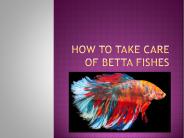 How to take care of Betta Fishes