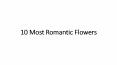 10 Most Romantic Flowers PowerPoint PPT Presentation