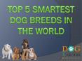 Top 5 Smartest Dog Breeds In The World PowerPoint PPT Presentation