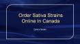 Order Sativa Strains Online In Canada - Carly's Garden