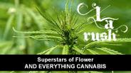 Weed Delivery Service Encino - LA Rush