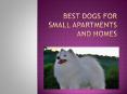 Best Dogs For Small Apartments and Homes PowerPoint PPT Presentation