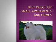 Best Dogs For Small Apartments and Homes