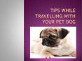 Tips while Travelling with your Pet Dog PowerPoint PPT Presentation