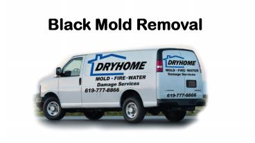 Black Mold Removal