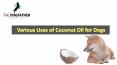 Various Uses of Coconut Oil for Dogs PowerPoint PPT Presentation