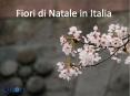 All about for Christmas Flowers in Italy PowerPoint PPT Presentation