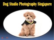 Dog Studio Photography Singapore (1)