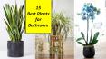 Best Plants for Bathroom that will Thrive in Your Space PowerPoint PPT Presentation