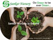 Best Nursery in Odisha