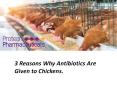 3 Reasons Why Antibiotics Are Given to Chickens PowerPoint PPT Presentation
