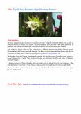 Arbianflora Blog PPt PowerPoint PPT Presentation