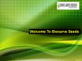 Welcome To Biocarve Seeds PowerPoint PPT Presentation