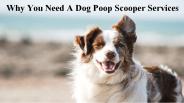 Why You Need A Dog Poop Scooper Services