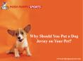 Why Should You Put a Dog Jersey on Your Pet? PowerPoint PPT Presentation