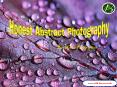 Honest Abstract Photography PowerPoint PPT Presentation
