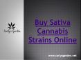 Buy Sativa Cannabis Strains Online - Carly's Garden