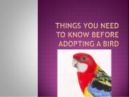 things to Consider while adopting parrots as a pet