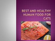 Human Food For Cats