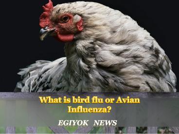 avian inflouenza