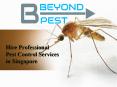 Hire Professional Pest Control Services in Singapore PowerPoint PPT Presentation