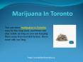 Marijuana In Toronto PowerPoint PPT Presentation