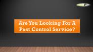 Pest Control Dundas - DundasPest