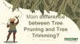 Main difference between Tree Pruning and Tree Trimming? PowerPoint PPT Presentation