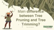 Main difference between Tree Pruning and Tree Trimming?