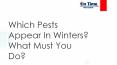 Which Pests Appear In Winters? What Must You Do? PowerPoint PPT Presentation