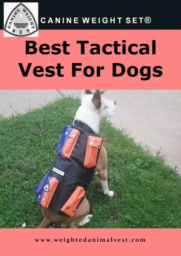 Best Tactical Vest For Dogs