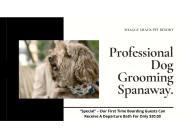 Professional Dog Grooming service in Spanaway