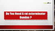 Rat Exterminator Dundas - Dundas Pest