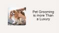 Pet Grooming is more Than a Luxury PowerPoint PPT Presentation
