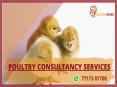 poultry consultancy services PowerPoint PPT Presentation