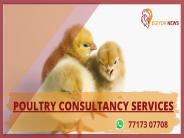 poultry consultancy services