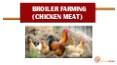 Broiler poultry farming in India | Egiyok News PowerPoint PPT Presentation