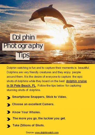 Dolphin Photography Tips