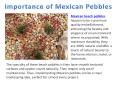 Importance of Mexican Pebbles PowerPoint PPT Presentation