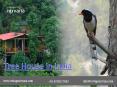 Tree Houses in India PowerPoint PPT Presentation