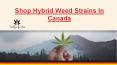 Shop Hybrid Weed Strains In Canada – Carly's Garden PowerPoint PPT Presentation