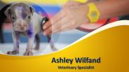 Ashley Wilfand _ Veterinary Specialist