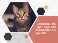 Choosing the Right Toys and Accessories for Your Cat PowerPoint PPT Presentation