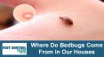 Where Do Bedbugs Come From In Our Houses? PowerPoint PPT Presentation