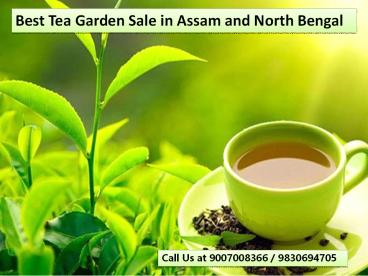 Best Tea Graeden Sale in Assam and North Bengal