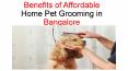 Benefits of Affordable Home Pet Grooming in Bangalore PowerPoint PPT Presentation
