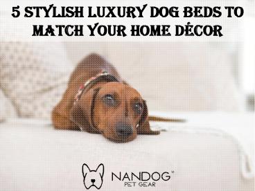 5 Stylish Luxury Dog Beds to Match Your Home Décor