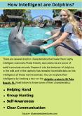 How Intelligent are Dolphins? PowerPoint PPT Presentation