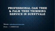 Professional Oak Tree & Palm Tree Trimming Service In Sunnyvale