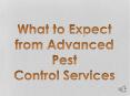 What to Expect from Advanced Pest Control Services PowerPoint PPT Presentation